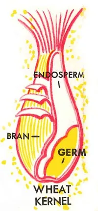 Wheat Germ