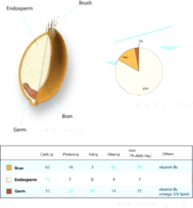 Wheat Endosperm,Bran and Wheat Germ Nutrition