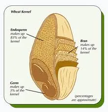 Diagram of a wheat kernel: endosperm, bran and germ